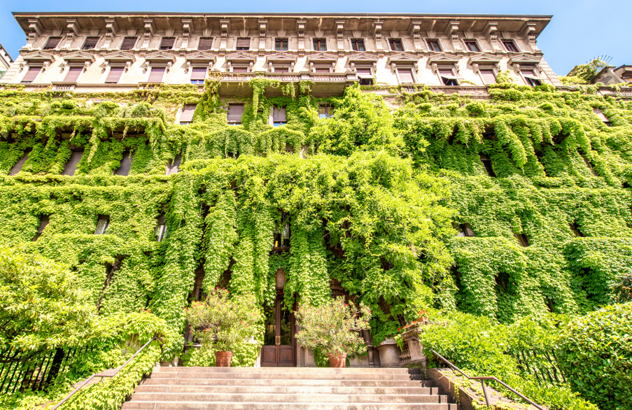 Panama Ivy Threatens Navigation Through the Canal