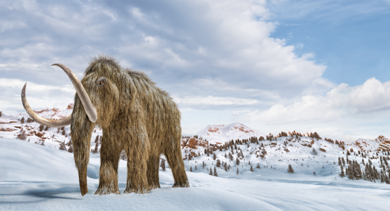 Mammoth enjoying cold weather